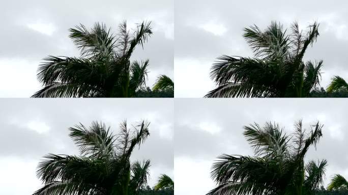 下雨天风吹起椰子树慢动作