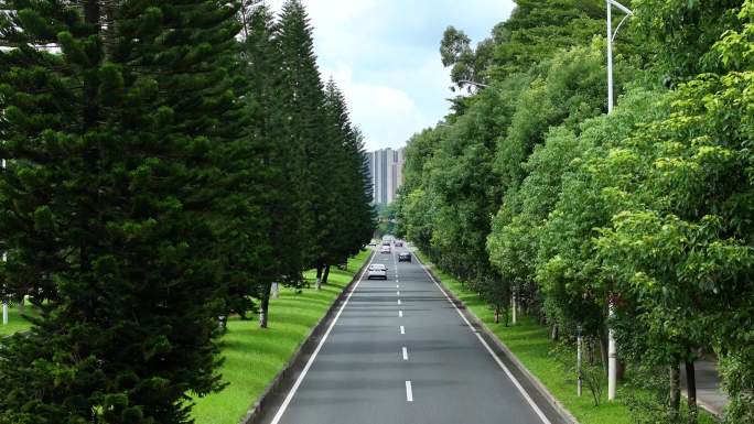 松山湖道路 绿化