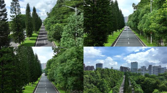 松山湖道路 绿化