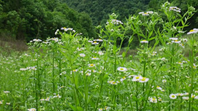 一年蓬植物花朵野花花蕊