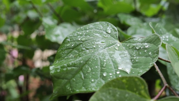 雨中的绿植，大叶植物，水珠