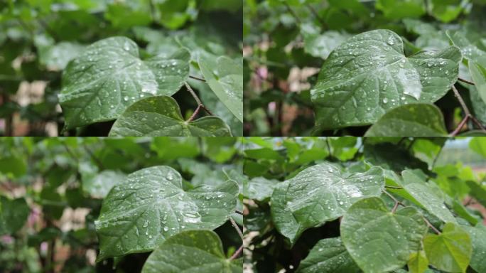 雨中的绿植，大叶植物，水珠