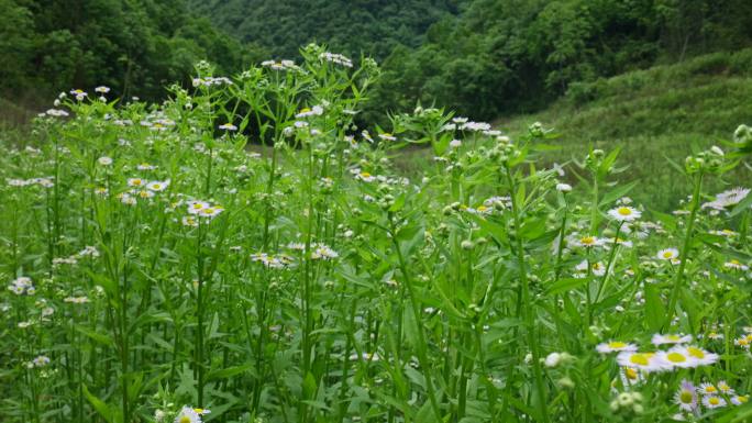 一年蓬植物花朵野花花蕊