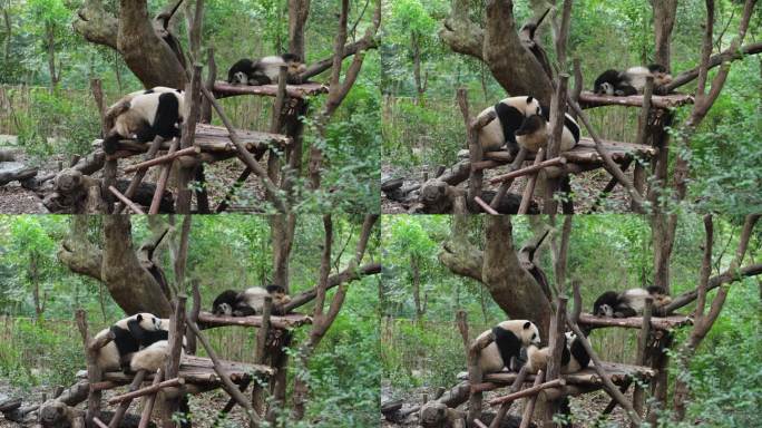 可爱的国宝大熊猫摔跤玩耍