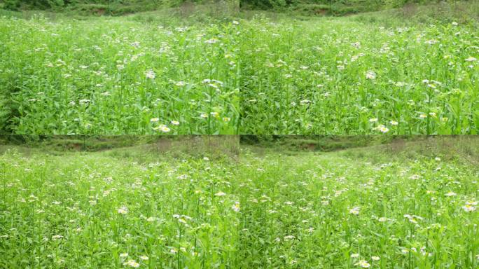 一年蓬植物花朵野花花蕊