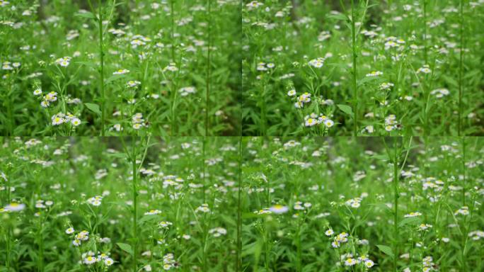 一年蓬植物花朵野花花蕊