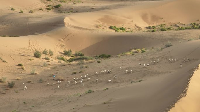 4k沙漠中的羊群
