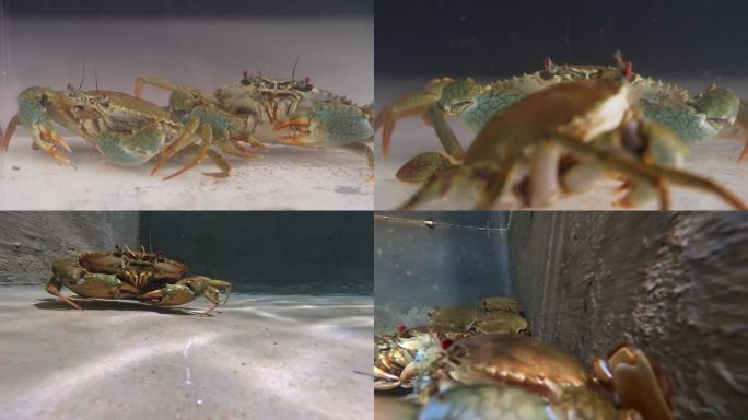青蟹 螃蟹  海蟹  鲜活螃蟹 活海鲜
