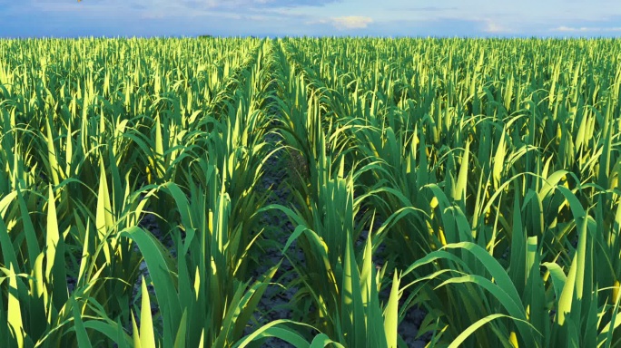 水稻发芽到绿色稻田