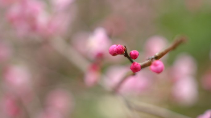 春天 冬天 梅花 杏梅3