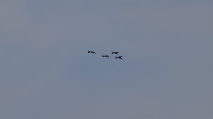 天空中翱翔的四只仙鹤