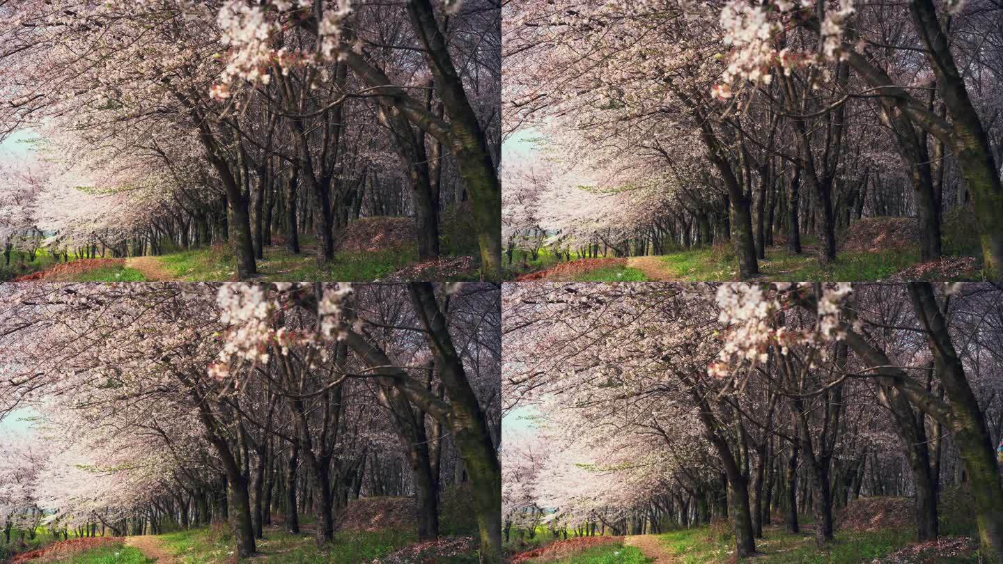 贵州樱花飘落视频