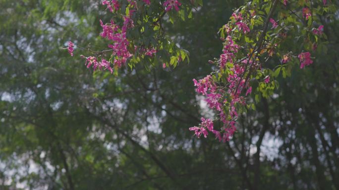 唯美紫荆花