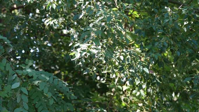 夏日狗尾巴草植物树叶