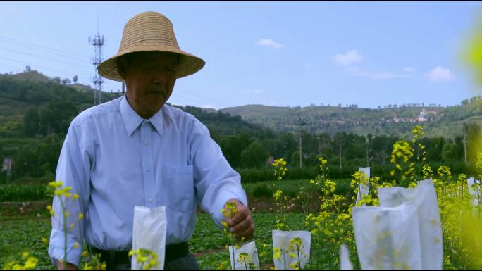 工程院傅廷栋院士在油菜花地里检查油菜花