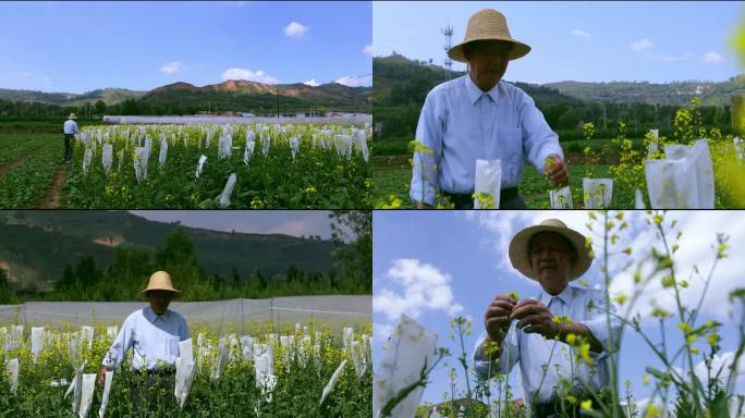 工程院傅廷栋院士在油菜花地里检查油菜花