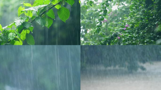 倾盆大雨下的树叶河流 大暴雨天气