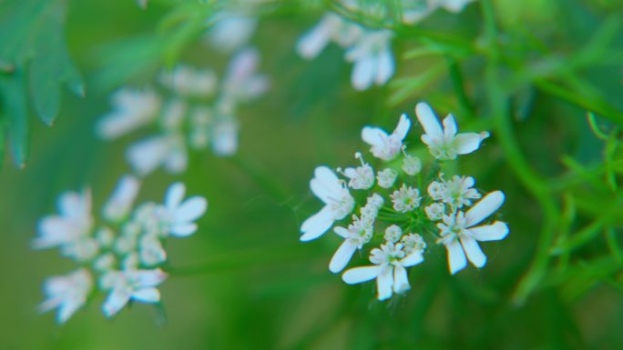 盛开的香菜花