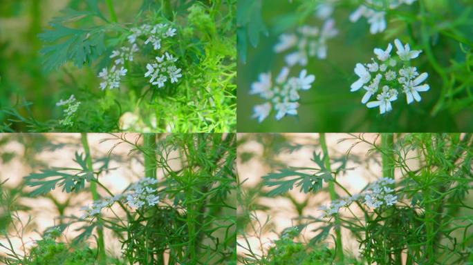 盛开的香菜花