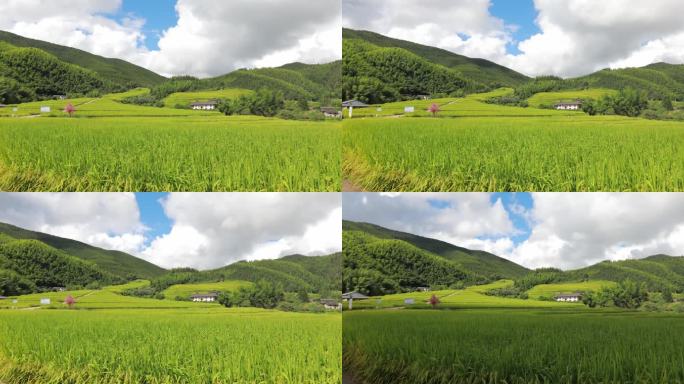 上堡梯田延时摄影景观水稻