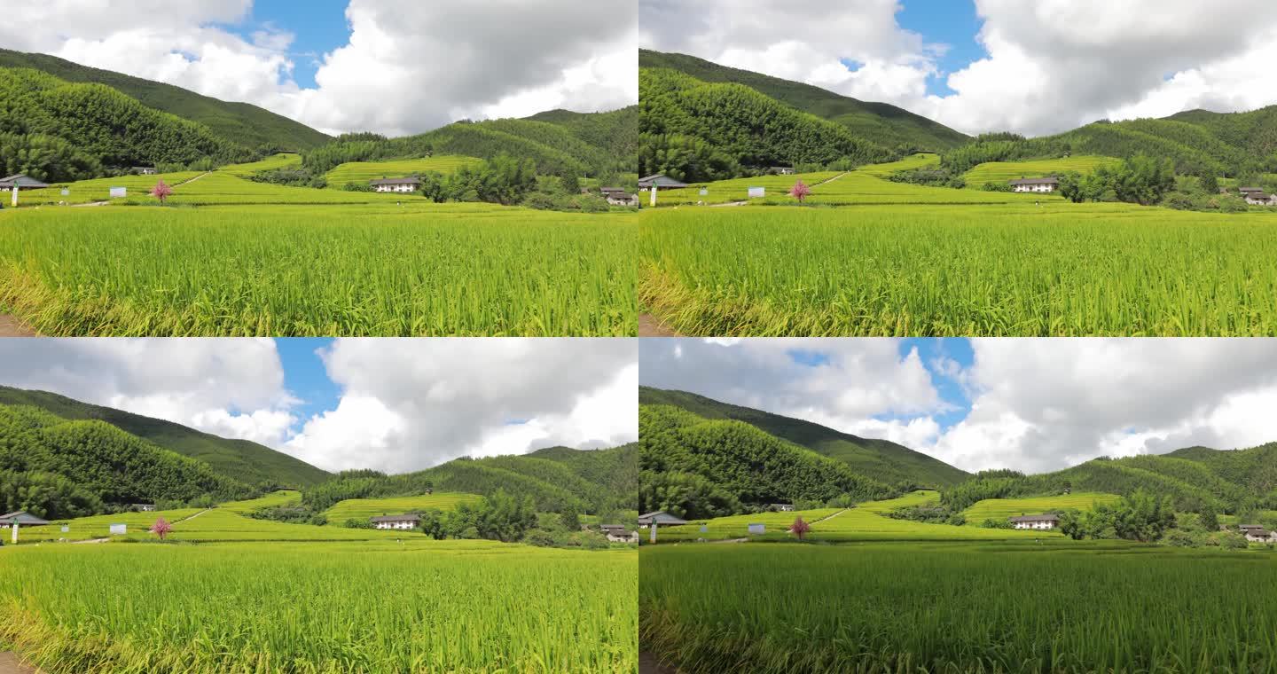 上堡梯田延时摄影景观水稻