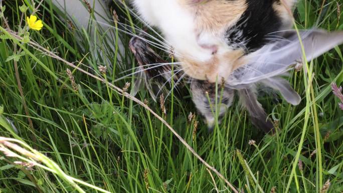 若尔盖草原草地猫吃鸟捕鸟花猫动物进食捕猎