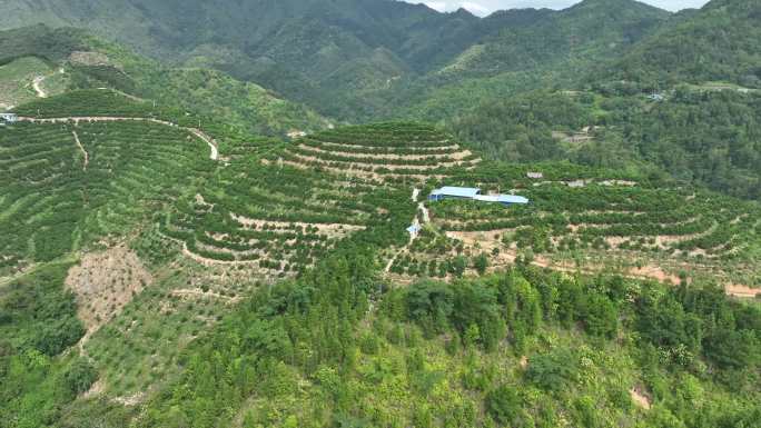 脐橙基地山间果园