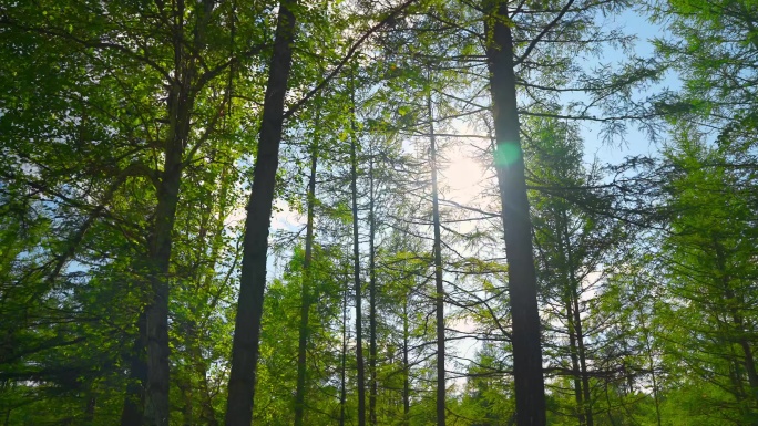 森林松树树木阳光
