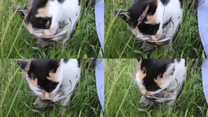 若尔盖草原草地猫吃鸟捕鸟花猫动物进食捕猎