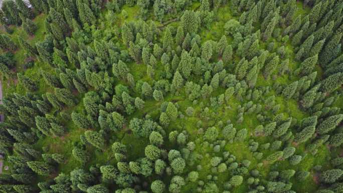 恰西的雪山松林草原河流