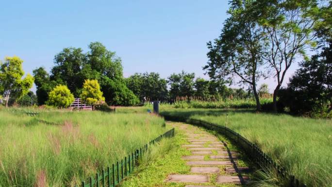 粉黛花海小步道