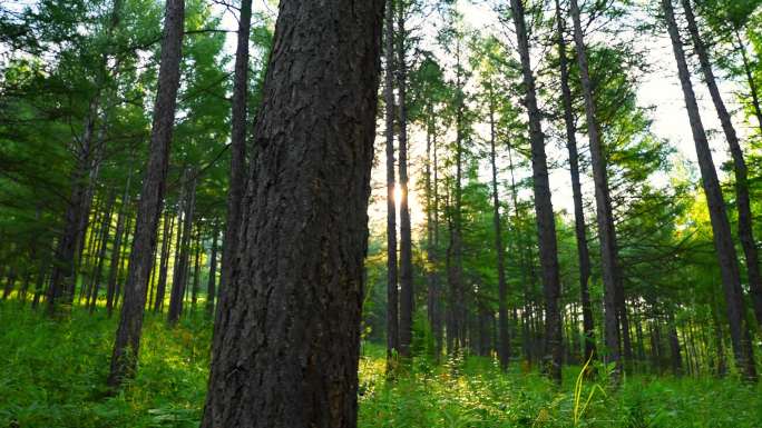 森林松树树木阳光原始森林清晨阳光
