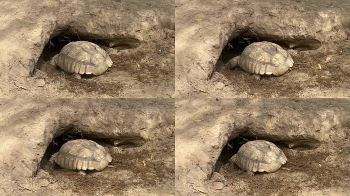 陆地龟挖洞刨土