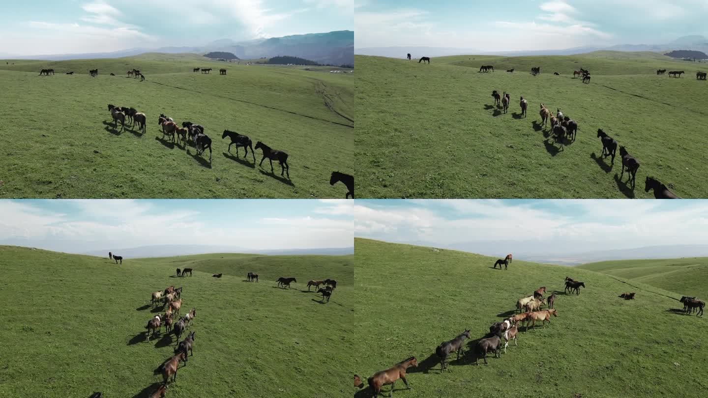 航拍草原上的马群