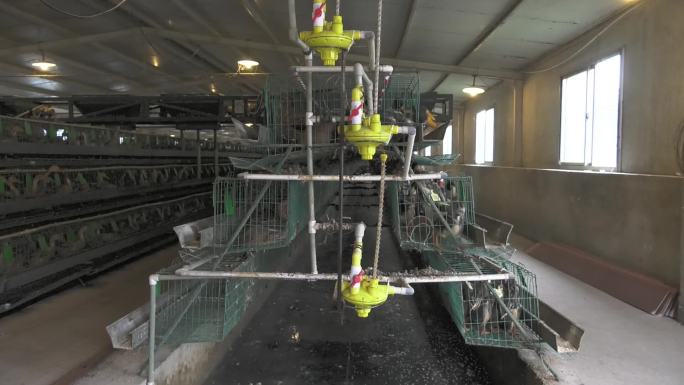 养鸭场 鸭舍 笼养蛋鸭 自动投料饮水装置