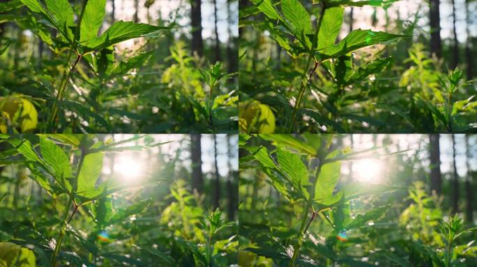 森林松树树木阳光原始森林清晨阳光