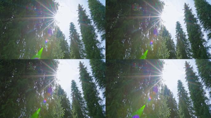 唯美逆光阳光洒透过松树树叶光芒森林