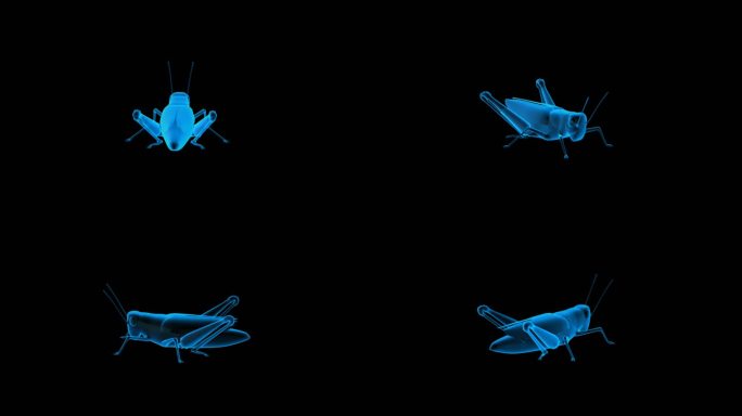 蝗虫 蚂蚱全息蓝色科技通道素材