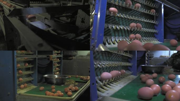 现代化养鸡场 鸡舍 送带上鸡蛋 自动收集