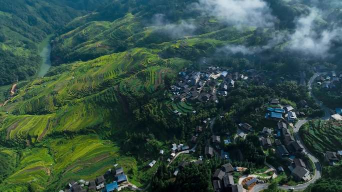 梯田水稻农田秋收风光航拍