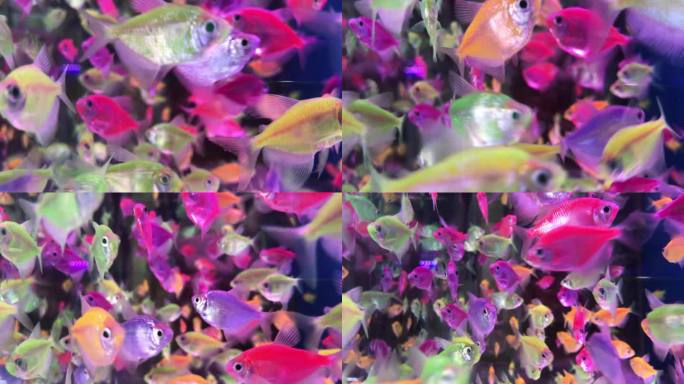 玻璃缸 热带鱼 五彩鱼