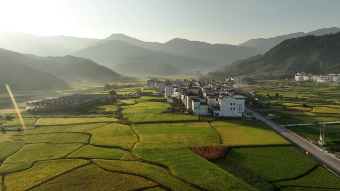 婺源篁岭稻田风光