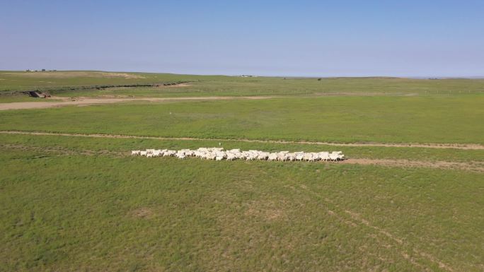 内蒙古草原放羊
