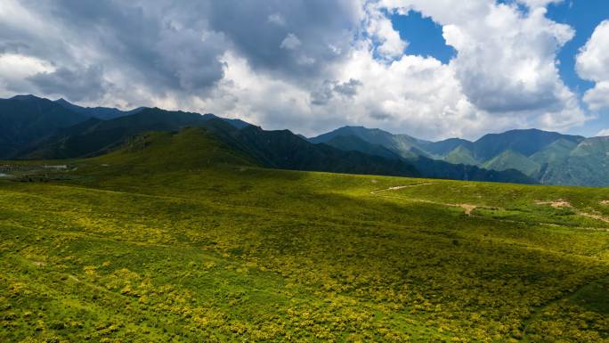 积石山黄草坪2