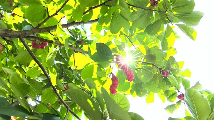 早晨的阳光穿过树叶唯美清新玉兰树