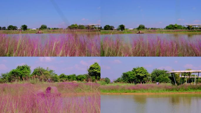 粉黛花海乱子草4