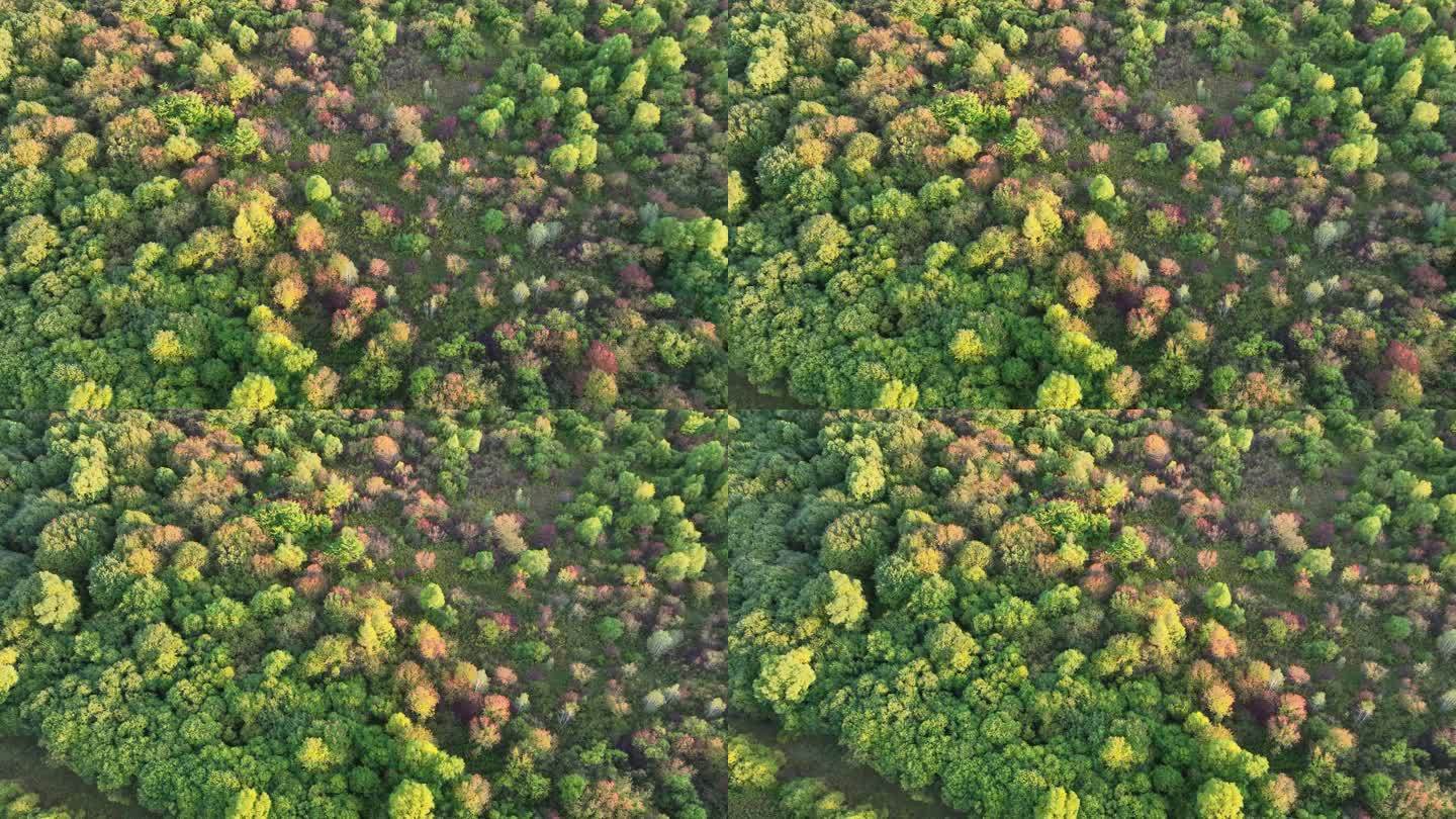 航拍秋季多彩的树林