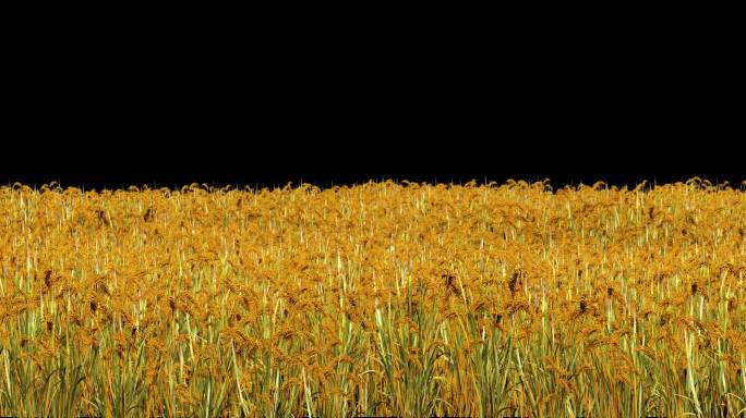 金色水稻丰收季节带通道