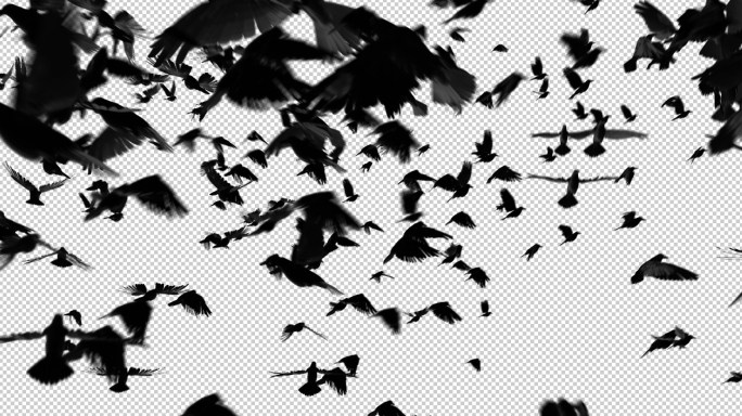 【原创】乌鸦鸟群转场