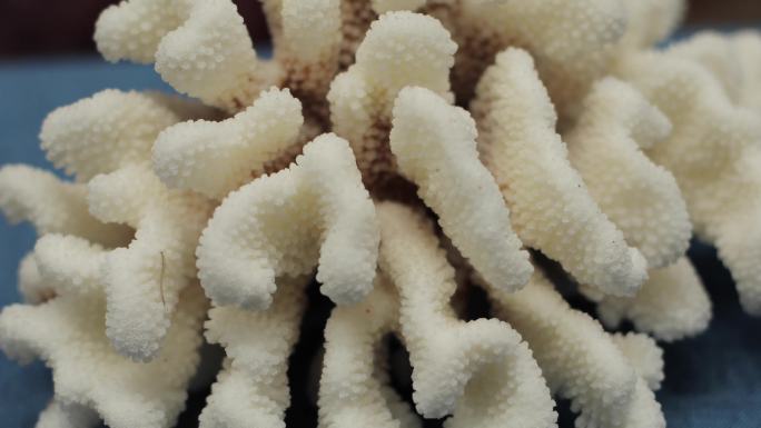 各类珊瑚活体标本